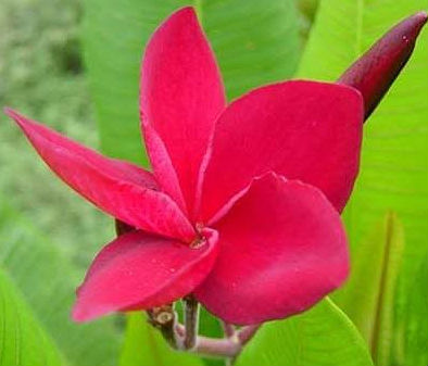 (image for) Plumera Rubra Tahitian Red x 6 Seeds